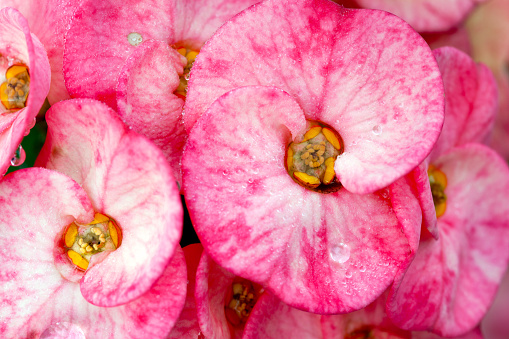 Extreme close-up of pink flowers.