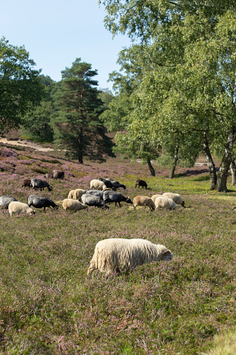 Sheep and goats grazing on heather fields on the outskirt of Hamburg, Germany. High quality photo