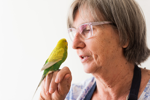 Joyful Senior Woman and Cute Yellow and Green Budgie have a Special Bond