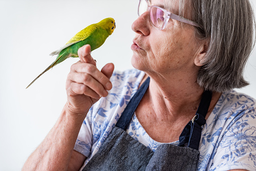 Joyful Senior Woman and Cute Yellow and Green Budgie have a Special Bond