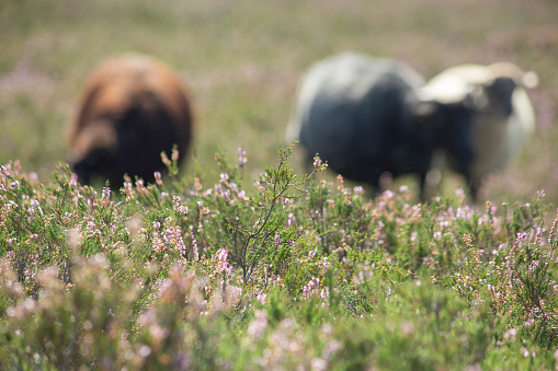 Sheep in grass with flowers of rural countryside landscape in park natural regional . High quality photo