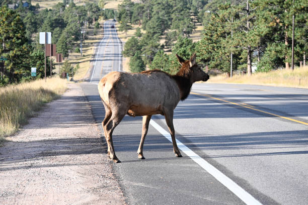 istock Elk Doe Crossing the Road 1756620769