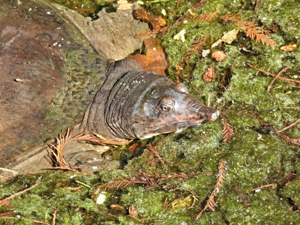 Soft Shell Turtles In Florida 510+ Florida Softshell Turtle Photos Stock Photos, Pictures & Royalty ...