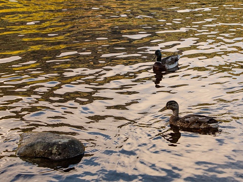 Male & Female Mallard Ducks Swimming Near Water Rock.
