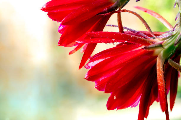 Closeup Red Cactus flower with rain drops, Epiphyllum Red Orchid Cactus, background with copy space