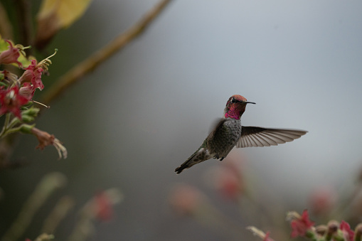 Male Anna Hummingbird circling a flowered bush