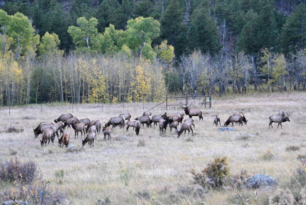 istock Herd of Elk in the Meadow 1756636760