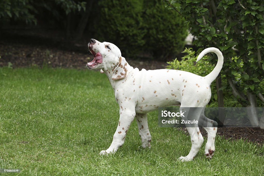 Bela Dálmata cachorrinho movendo no jardim - Royalty-free Dálmata Foto de stock