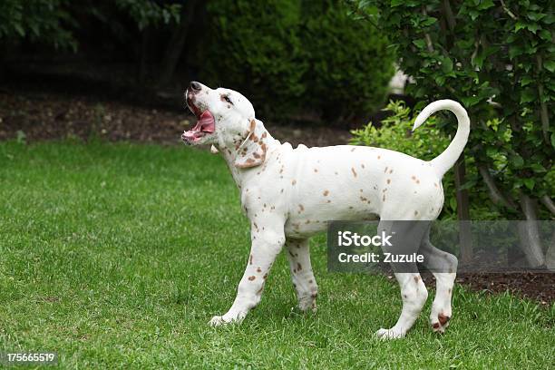 Bela Dálmata Cachorrinho Movendo No Jardim - Fotografias de stock e mais imagens de Dálmata - Dálmata, Movimento, Amor