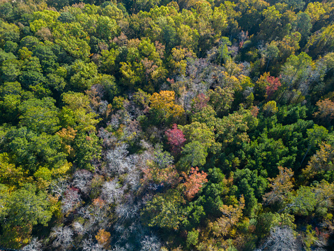 Fall Color Tree Tops - Wide Shot - Drone - Wide Angle
