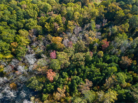 Fall Color Tree Tops - Wide Shot - Drone - Top Down