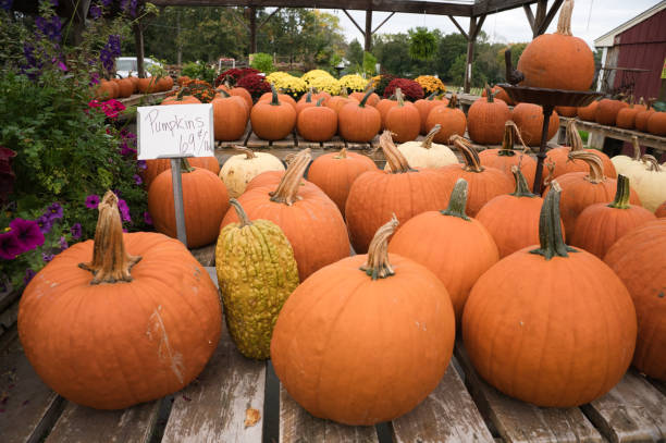 istock Halloween pumpkins on sale 1756659666