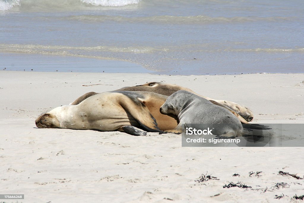 Sea lion, Seal bay, kangaroo island, Australien - Lizenzfrei Seelöwe Stock-Foto