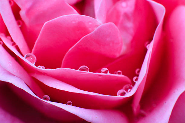 Pink rose macro stock photo