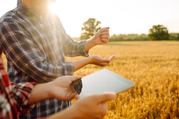 istock Two farmers check the quality of wheat using a tablet. 1756672812