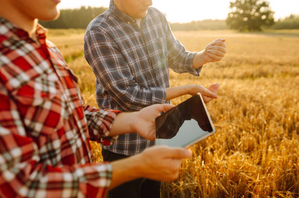 istock Two farmers check the quality of wheat using a tablet. 1756673224