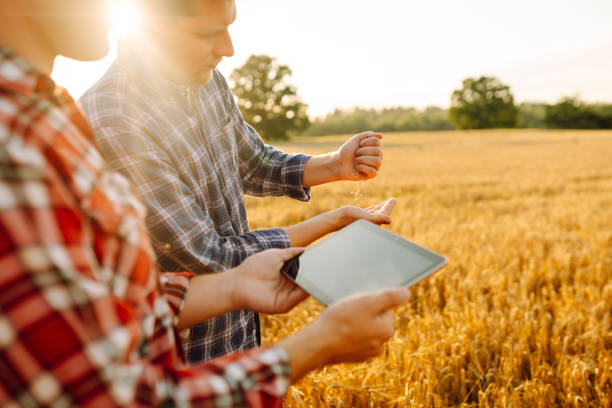 istock Two farmers check the quality of wheat using a tablet. 1756673228