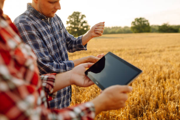 istock Two farmers check the quality of wheat using a tablet. 1756673229