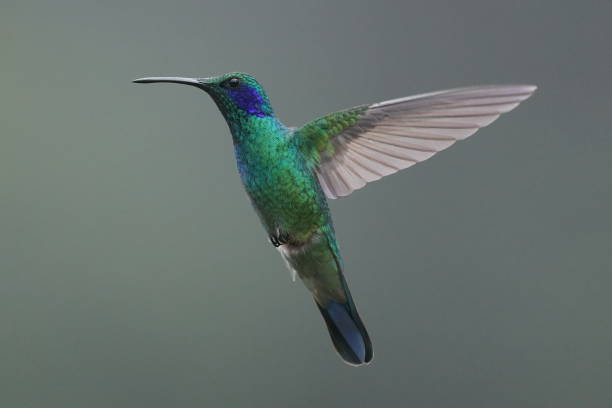 istock Costa Rica Hummingbirds 1756680793