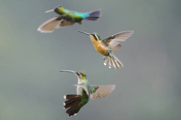istock Costa Rica Hummingbirds 1756681337