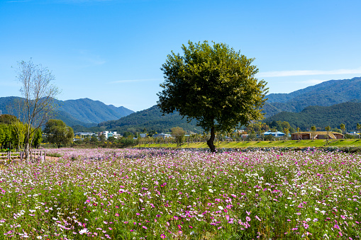 Cosmos flower field (October 18, 2023, Imsil Ok Jeong-ho, Imsil-gun, Jeollabuk-do, Korea)