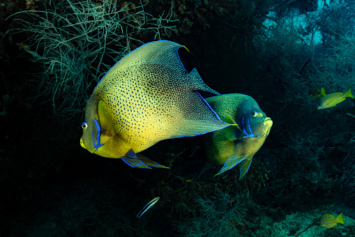 Semicircle Angelfish Pomacanthus semicirculatus occurs in the tropical Indo-West Pacific from the Red Sea and East Africa to Samoa, north to southern Japan, south to Western Australia and New South Wales, including Lord Howe Island in a depth range from 1-40m, max. length 40cm. 
Juveniles inhabit shallow protected areas, while adults prefer coastal reefs with heavy coral growth providing ample hiding places, like these two specimen do under a ledge. The species occurs generally solitary or in pairs, feeding on sponges, tunicates and algae. 
Triton Bay, Kaimana Regency, Indonesia, 
4°0'49.848 S 134°12'13.116 E at 15m depth
