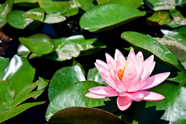istock Water lily with green leaves 175668613