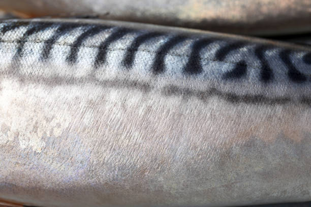 Saba fish on ice - food preparation.