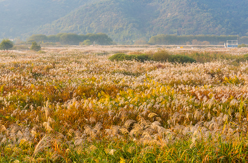 White silver grass flowers in the fog (October 25, 2023, Yeongsangang River, Naju-si, Jeollanam-do, Korea)