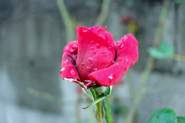 red rose in my garden with drops of rain in its leaves