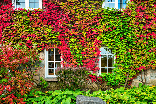 Colorful ivy covered wall in Autumn