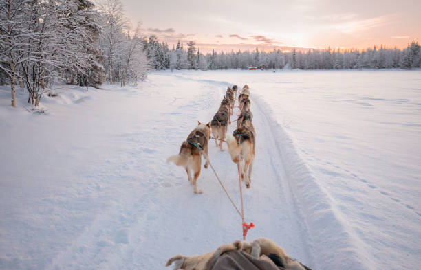 Husky dog sledding in Lapland, Finland