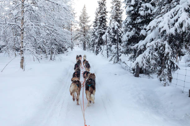 istock Husky dog sledding in Lapland, Finland 1756703043
