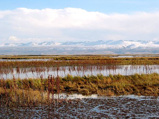 istock Dried reeds and snow peaks 175670504