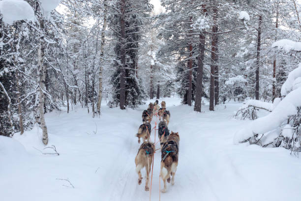 Huskey dogs sledge safari ride at sunset in winter wonderland, Levi, Lapland, Finlad