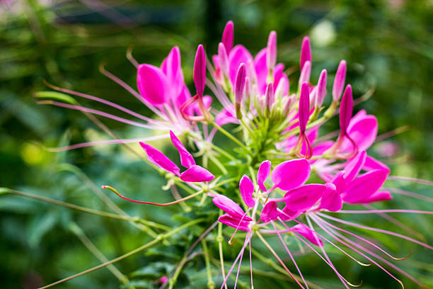 Pink Flower stock photo