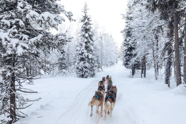 istock Husky dog sledding in Lapland, Finland 1756706779