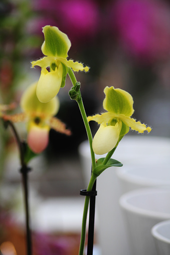 Phragmipedium Orchids