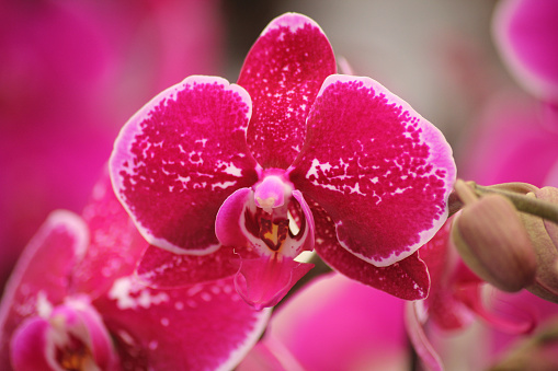 Moth Orchid flowers