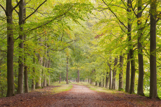 istock Majestic Treelined avenue with footpath in autumn 1756712111