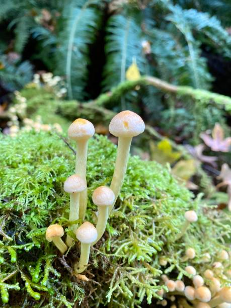istock Sulphur tuft fungi 1756714182