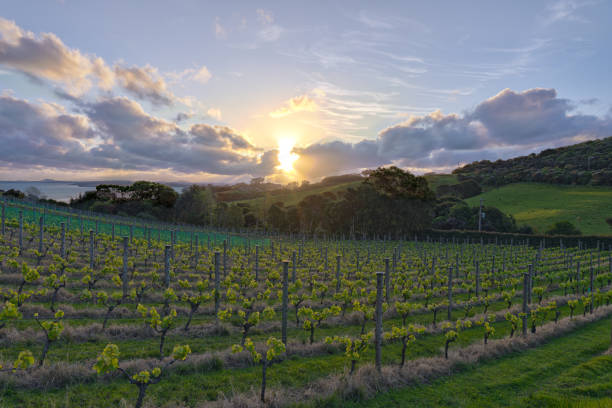 istock Waiheke, Vineyard and sunset 1756716755