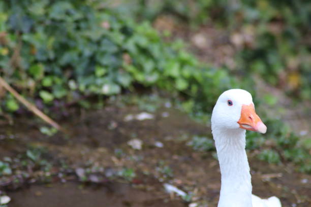 istock white duck in the river,in nature 1756721466