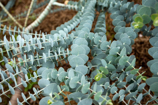istock Eucalyptus plant baby blue - Eucalyptus little boy blue 1756727704