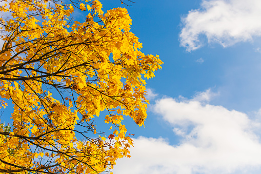 Yellow maple leaves