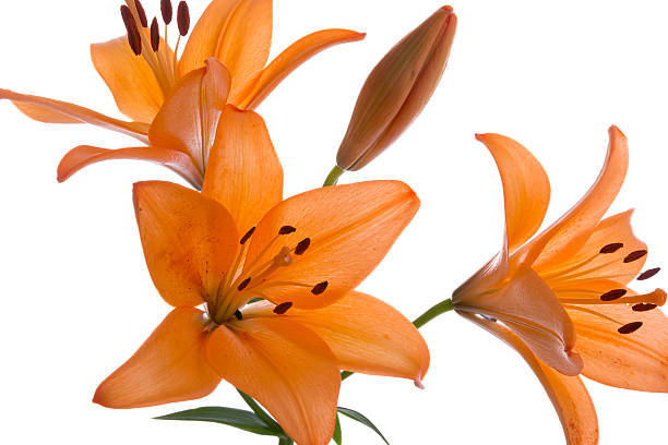 istock One stem of orange Asiatic lily on white. 175673649
