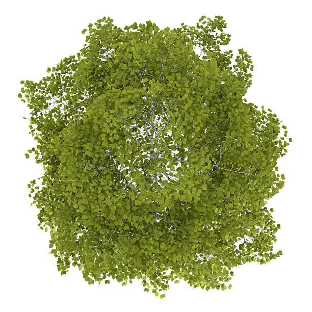 istock top view of birch tree isolated on white background 175673682