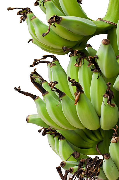 Raw bananas on the tree. stock photo