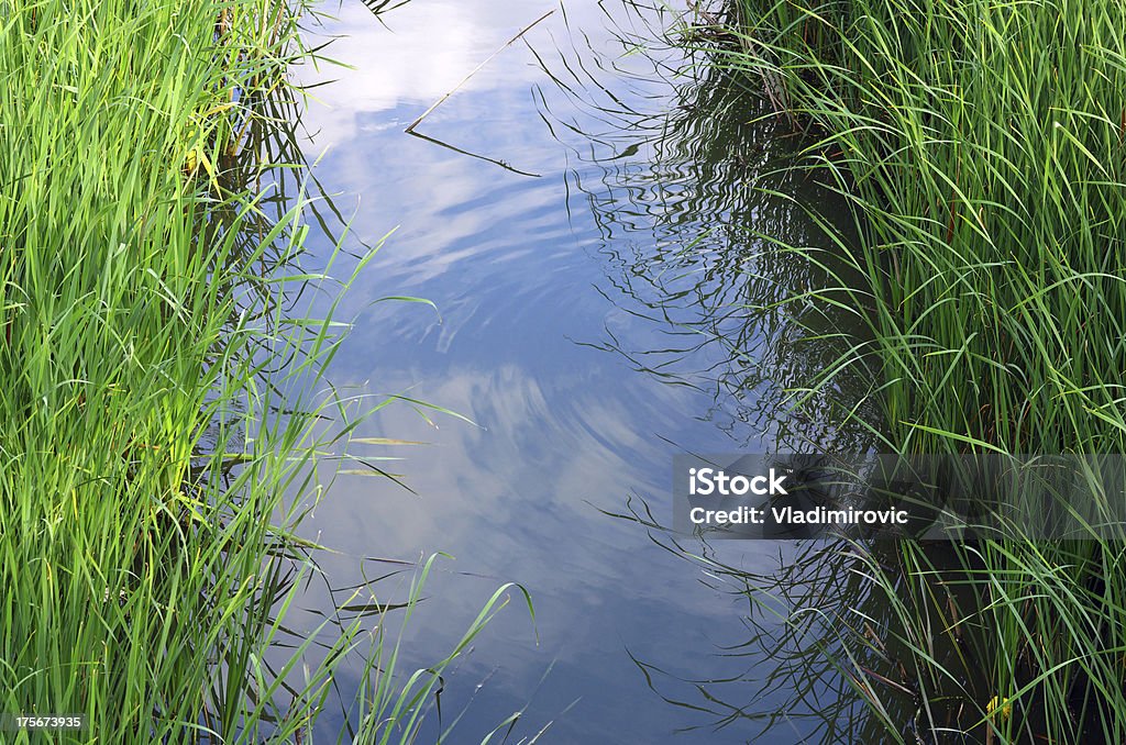 Hierba de agua - Foto de stock de Agua libre de derechos