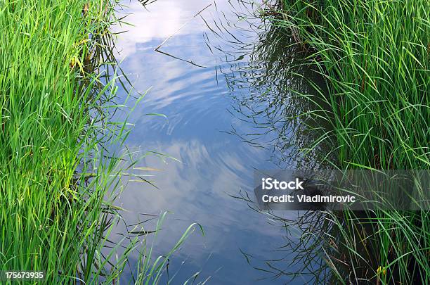 잔디 저수시설 0명에 대한 스톡 사진 및 기타 이미지 - 0명, 갈대속-벼과, 강